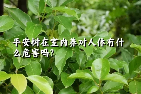 平安树在室内养对人体有什么危害吗？