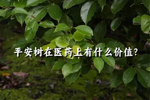 平安树在医药上有什么价值？