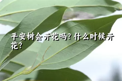 平安树会开花吗？什么时候开花？