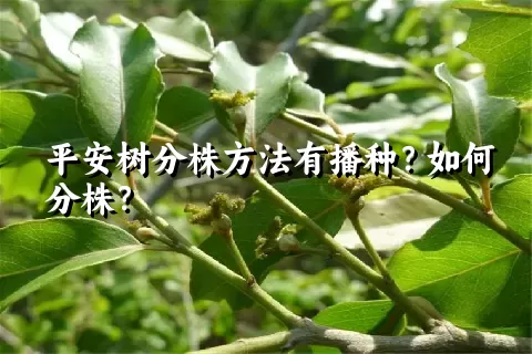 平安树分株方法有播种？如何分株？