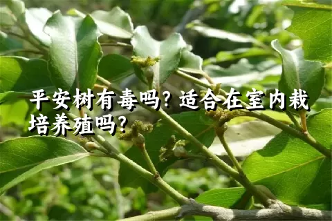 平安树有毒吗？适合在室内栽培养殖吗？