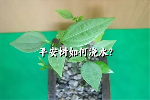 平安树如何浇水？