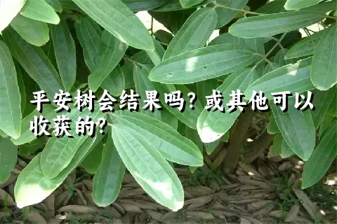 平安树会结果吗？或其他可以收获的？