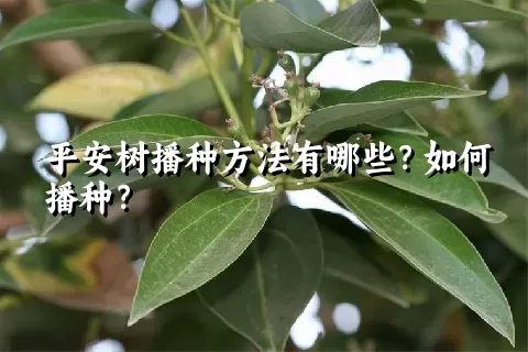 平安树播种方法有哪些？如何播种？