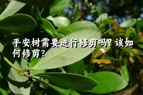 平安树需要进行修剪吗？该如何修剪？