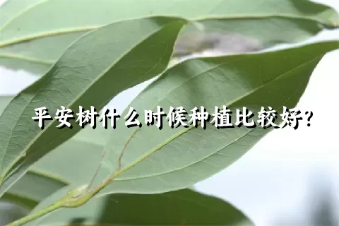 平安树什么时候种植比较好？