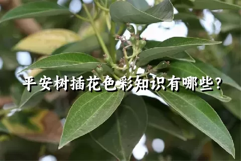 平安树插花色彩知识有哪些？