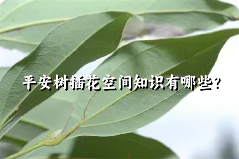 平安树插花空间知识有哪些？