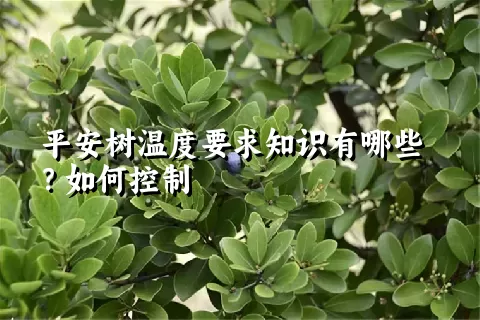 平安树温度要求知识有哪些？如何控制