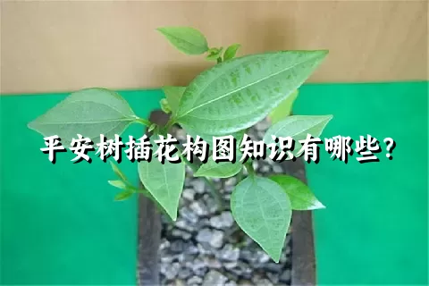 平安树插花构图知识有哪些？