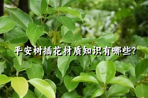 平安树插花材质知识有哪些？