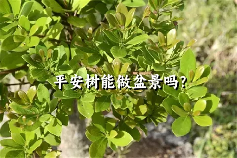 平安树能做盆景吗？