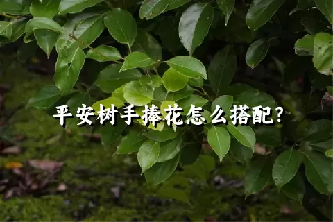 平安树手捧花怎么搭配？