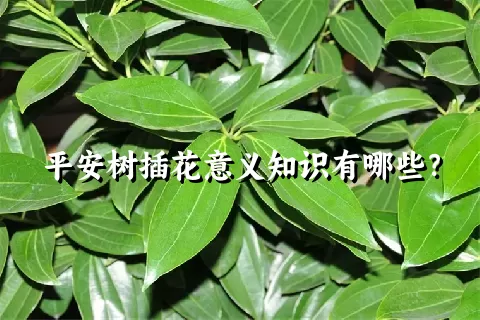 平安树插花意义知识有哪些？