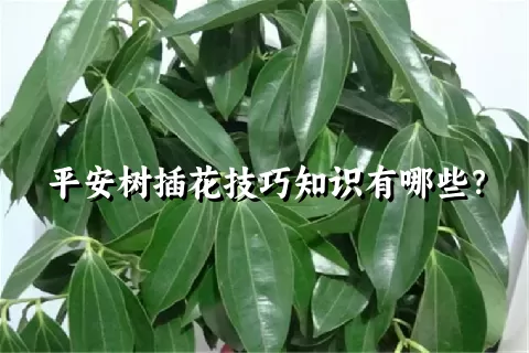 平安树插花技巧知识有哪些？