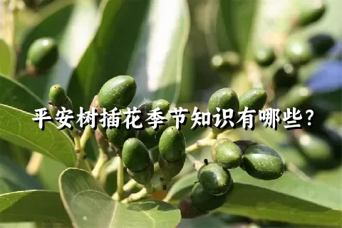 平安树插花季节知识有哪些？