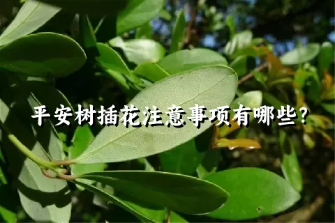 平安树插花注意事项有哪些？