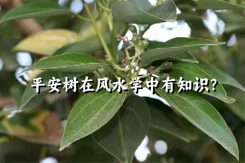 平安树在风水学中有知识？