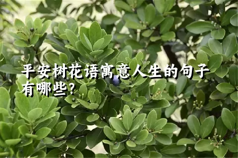 平安树花语寓意人生的句子有哪些？