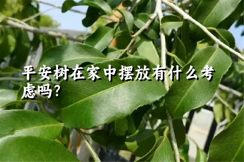 平安树在家中摆放有什么考虑吗？