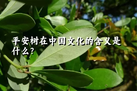 平安树在中国文化的含义是什么？