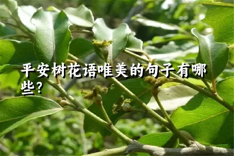 平安树花语唯美的句子有哪些？