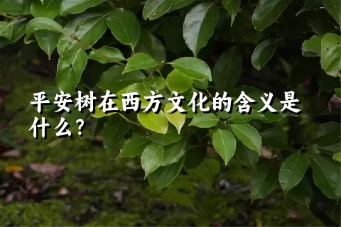 平安树在西方文化的含义是什么？