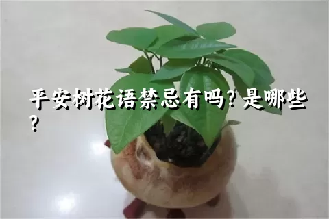 平安树花语禁忌有吗？是哪些？