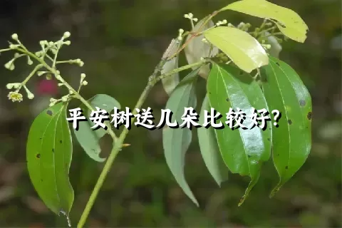 平安树送几朵比较好？