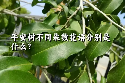 平安树不同朵数花语分别是什么？