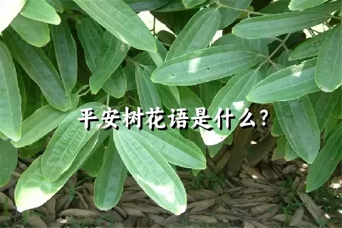 平安树花语是什么？