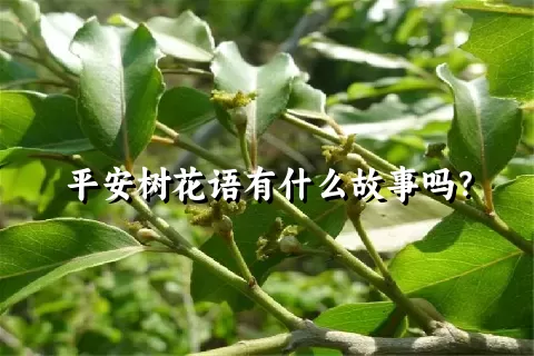 平安树花语有什么故事吗？