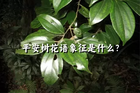 平安树花语象征是什么？