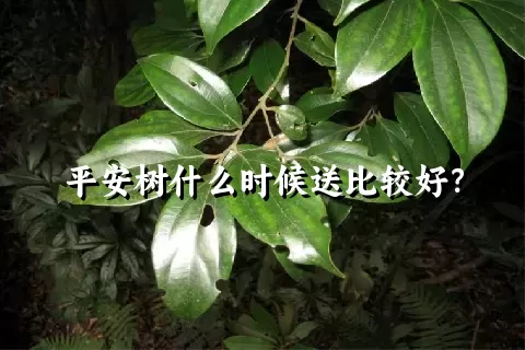 平安树什么时候送比较好？