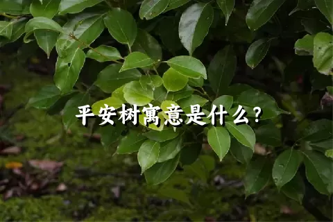 平安树寓意是什么？