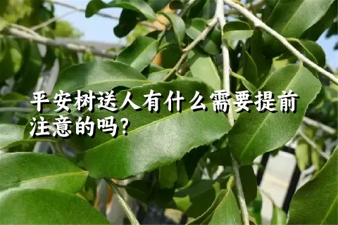 平安树送人有什么需要提前注意的吗？