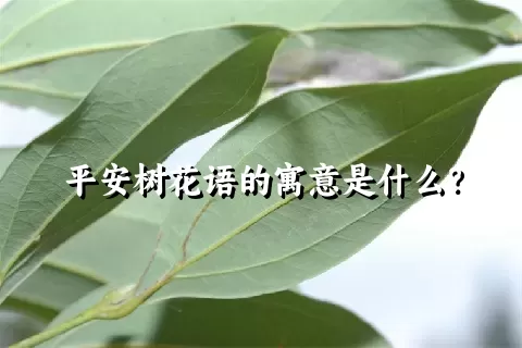 平安树花语的寓意是什么？