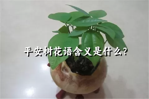 平安树花语含义是什么？