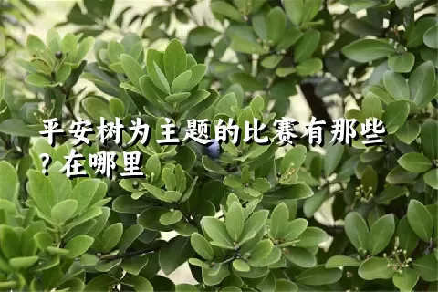 平安树为主题的比赛有那些？在哪里