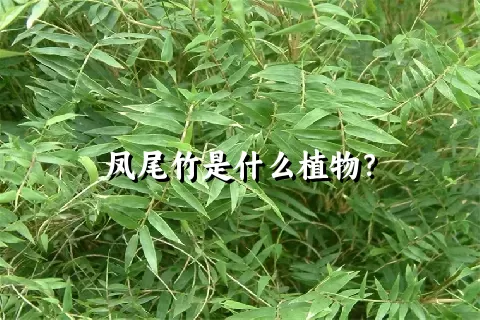 凤尾竹是什么植物？