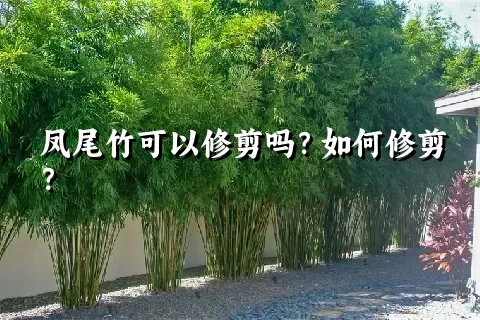 凤尾竹可以修剪吗？如何修剪？