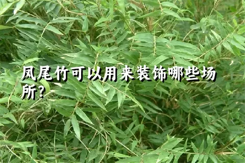 凤尾竹可以用来装饰哪些场所？