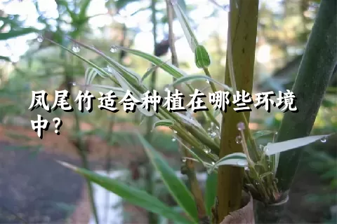 凤尾竹适合种植在哪些环境中？