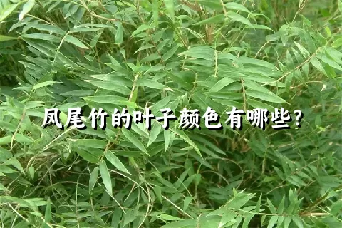 凤尾竹的叶子颜色有哪些？