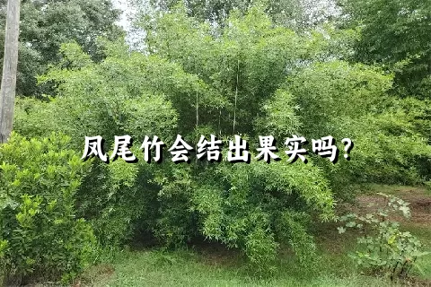 凤尾竹会结出果实吗？