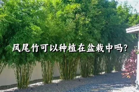 凤尾竹可以种植在盆栽中吗？