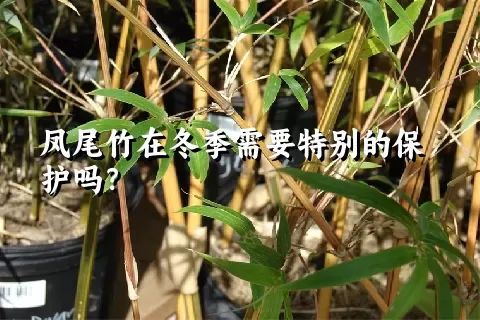 凤尾竹在冬季需要特别的保护吗？