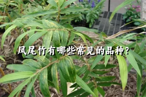 凤尾竹有哪些常见的品种？