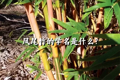 凤尾竹的学名是什么？