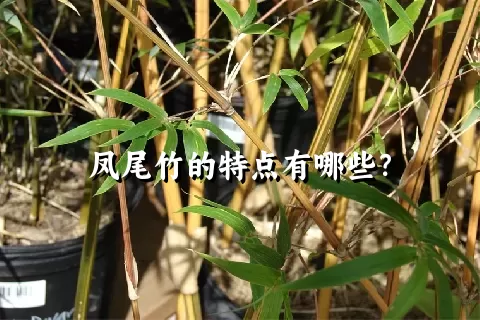 凤尾竹的特点有哪些？